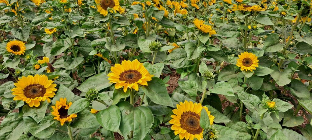 Field of Sunflowers