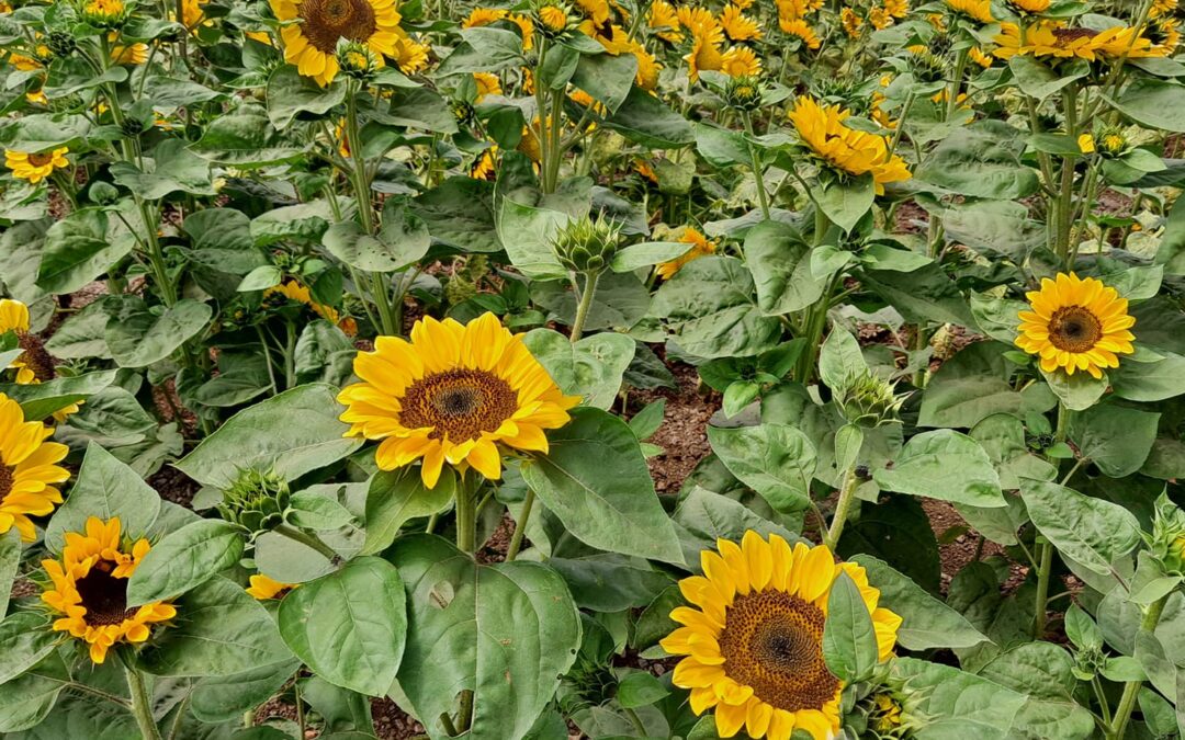 Field of Sunflowers